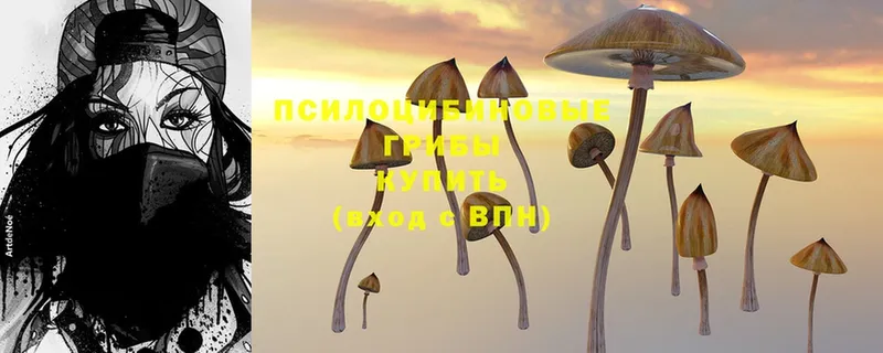 Псилоцибиновые грибы Psilocybine cubensis  Дедовск 